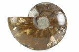 Cut & Polished Ammonite Fossil (Half) - Madagascar #362391-1